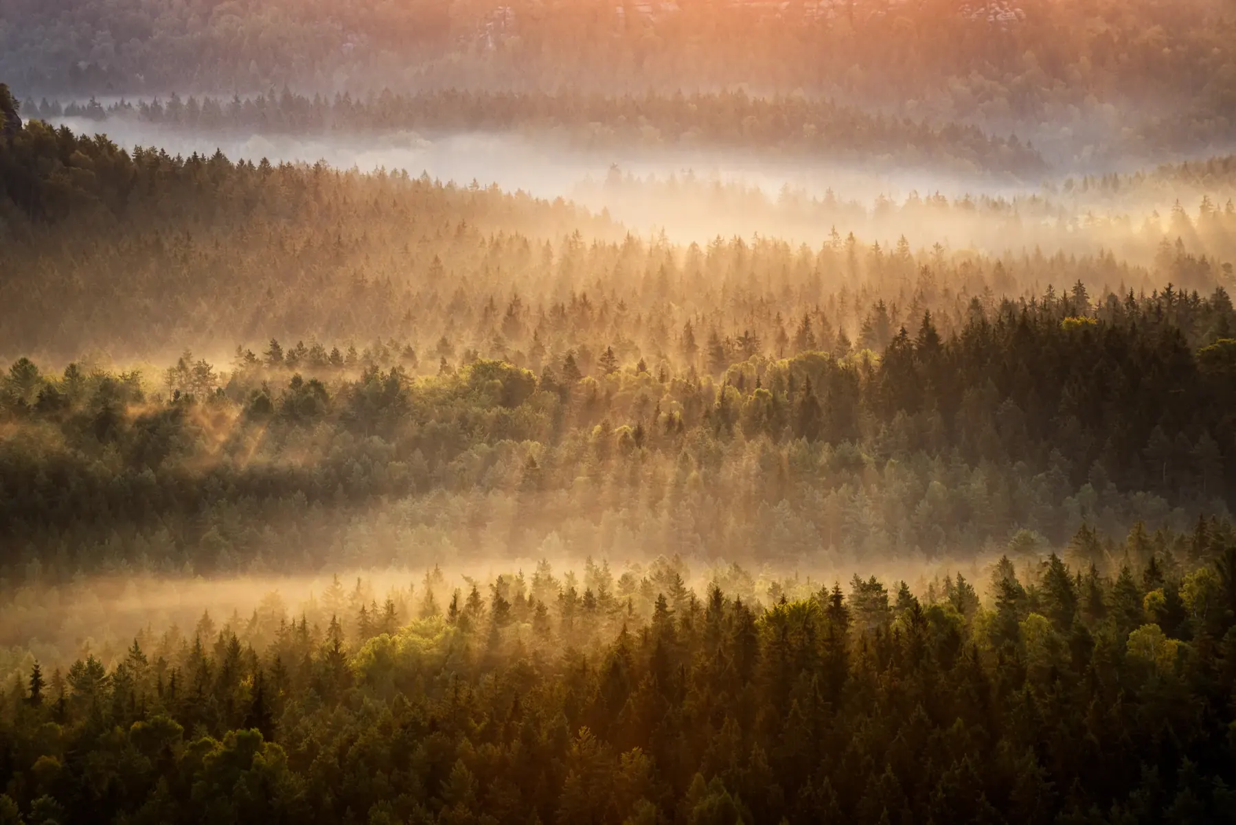 Nebliger Herbstwald bei Sonnenaufgang – Symbol für nachhaltige Forstwirtschaft