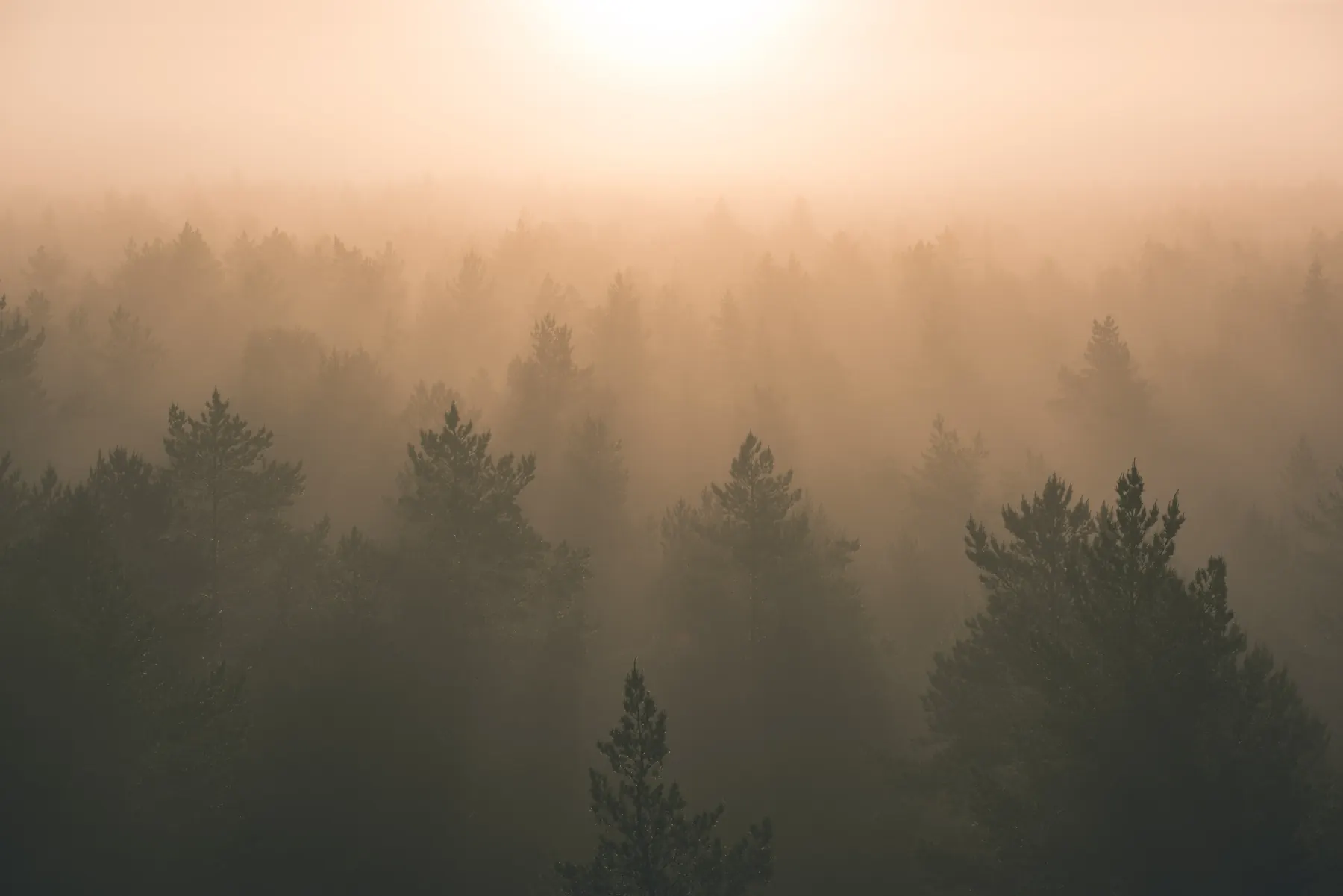 Nebel über Wald bei Sonnenaufgang – Sinnbild für die Philosophie von Siek-Müller